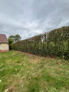 Photo de galerie - Taille d’une haie de photinia 