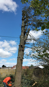 Photo de galerie - Abattage de pin