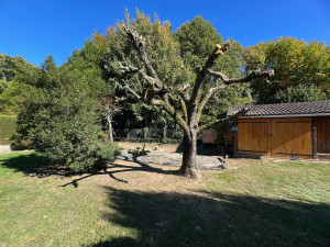 Photo de galerie - Elagage et coupe d'arbres