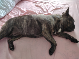 Photo de galerie - MAIA (BOULEDOGUE FRANCAIS)