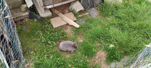 Photo de galerie - Notre lapine stérilisée, en semi liberté, dans son enclos de 30 M2. il y a aussi des clapiers si besoin de séparation 