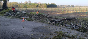 Photo de galerie - Coupe d'arbres et bois de chauffage 