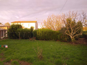 Photo de galerie - Suppression de haie, laurier sauce, thuya