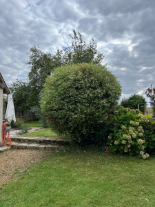 Photo de galerie - Taille de haies et d'arbustes
