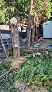 Photo de galerie - Abattage d’arbres 