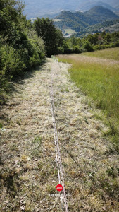 Photo de galerie - Débroussaillage d'un terrain