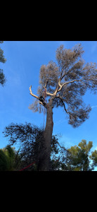 Photo de galerie - Elagage et coupe d'arbres