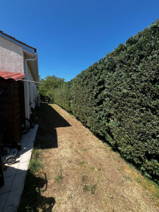 Photo de galerie - Cyprès de leyland
