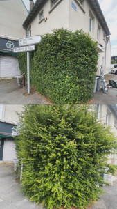 Photo de galerie - Taillage d’une haie de 4m de haut et 6m de long. ?