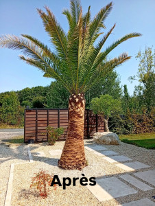 Photo de galerie - Mise en valeur du tronc et coupe des palmes d'un Phoenix 
