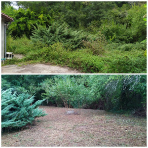 Photo de galerie - Tonte de pelouse - Débroussaillage