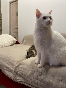 Photo de galerie - Garde chat et chien 