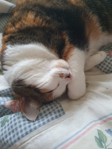 Photo de galerie - Nous avons eu plusieurs chats et fait famille d' accueil pour les lapins.
N' hésitez pas si besoin pour vos animaux.