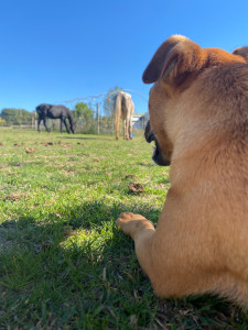 Photo de galerie - Garde animaux