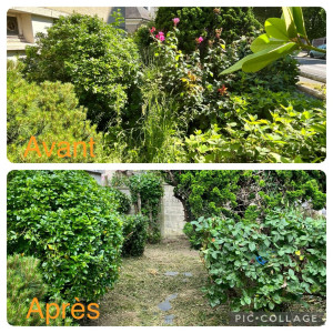 Photo de galerie - Taille de haies et d'arbustes