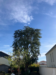 Photo de galerie - Après: Diminution du volume et taille du bois mort 