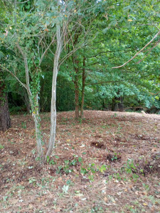 Photo de galerie - Chantier à coursac 