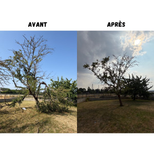 Photo de galerie - Elagage et coupe d'arbres