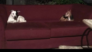 Photo de galerie - Garde animaux