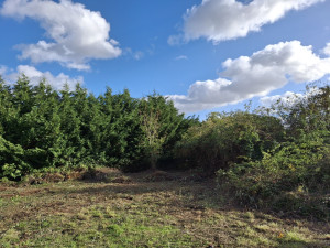 Photo de galerie - Tonte de pelouse - Débroussaillage