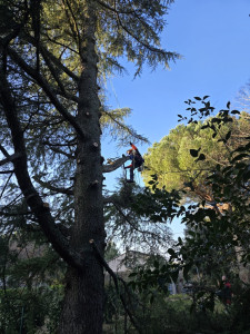 Photo de galerie - Elagage et coupe d'arbres