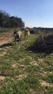 Photo de galerie - Garde chien