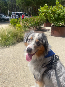 Photo de galerie - Voici mon berger australien d’un an, très joueur et sociable en recherche de nouvelles connaissances 