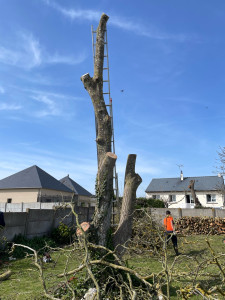 Photo de galerie - Abattage.