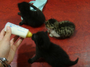Photo de galerie - Garde chat