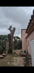 Photo de galerie - Voici un abattage d'un arbre ? 