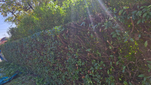 Photo de galerie - Desepaississement haie très large mise au propre