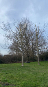 Photo de galerie - Elagage et coupe d'arbres