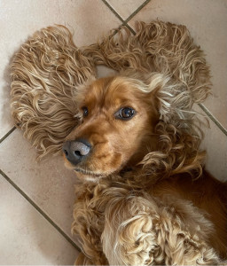 Photo de galerie - J’adore les animaux 