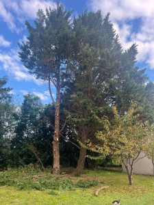 Photo de galerie - Elagage et coupe d'arbres