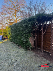 Photo de galerie - Taille de haies et d'arbustes