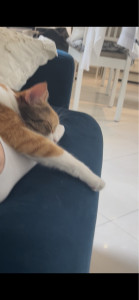 Photo de galerie - Dormir sur mon pied nouvelle endroit préféré pour Meli 