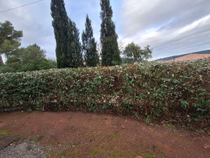 Photo de galerie - Taille de haies et d'arbustes