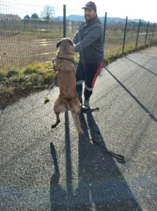 Photo de galerie - Promenade d'un malinois 1h tout les vendredi 