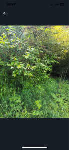 Photo de galerie - Tonte