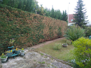 Photo de galerie - Taille de haies et d'arbustes