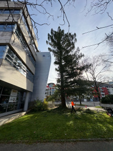 Photo de galerie - Dégagement branchages sur bâtiment