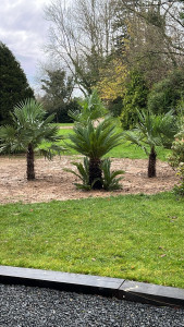 Photo de galerie - Plantation de palmier