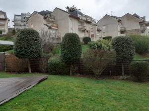 Photo de galerie - Taille de haies et d'arbustes