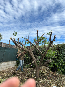 Photo de galerie - Jardinage