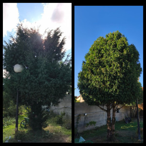 Photo de galerie - Elagage et coupe d'arbres