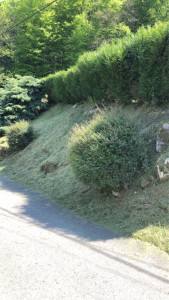 Photo de galerie - Tonte de pelouse - Débroussaillage