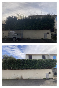 Photo de galerie - Taille d’une haie d’eleagnus