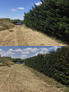 Photo de galerie - Grosse taille de haie de Thuja suite aune gêne importante 
