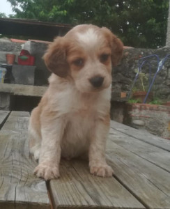 Photo de galerie - Garde chien