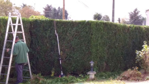 Photo de galerie - Taille de haie avec plateau 
